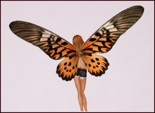 Orange & Black Butterfly Wings