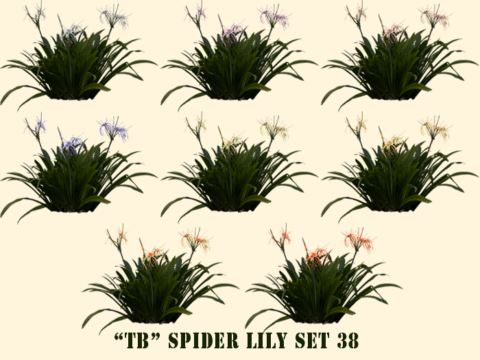 Twice Baked spider lily with 3D effect set 38