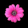 Erika's flower