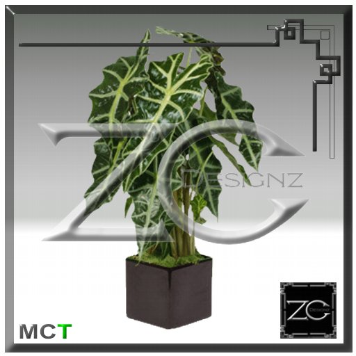 ZC Flowers - Alokasia