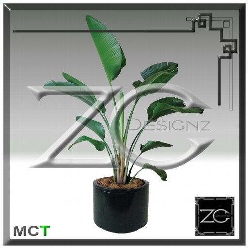 ZC Flowers - Bird of Paradise
