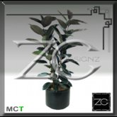 ZC Flowers - Ficus Decora