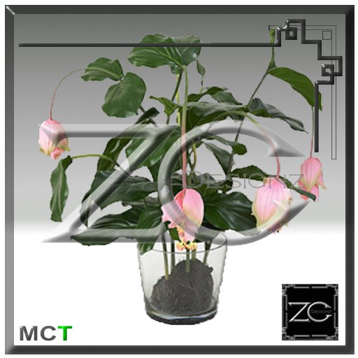 ZC Flowers - Medinilla