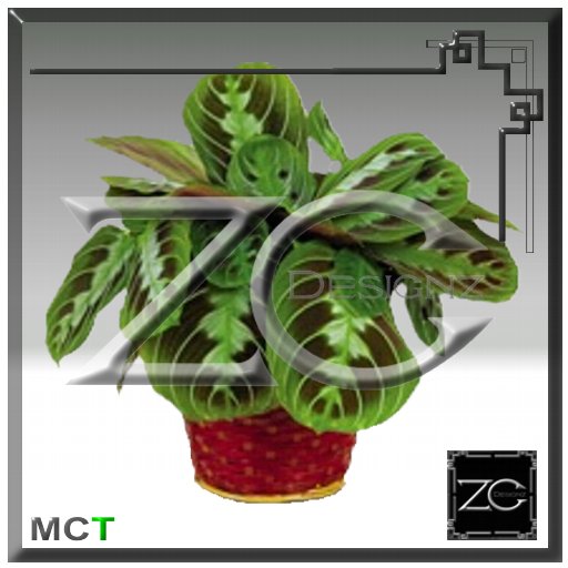 ZC Flowers - Prayer Plant