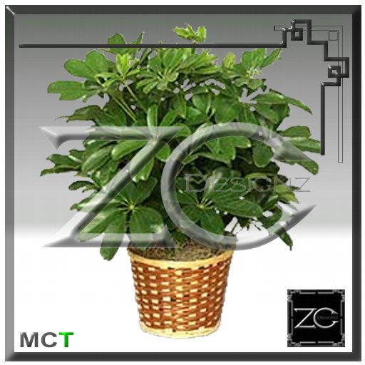 ZC Flowers - Schefflera