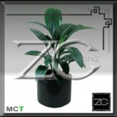 ZC Flowers - Spathiphyllum Sensation