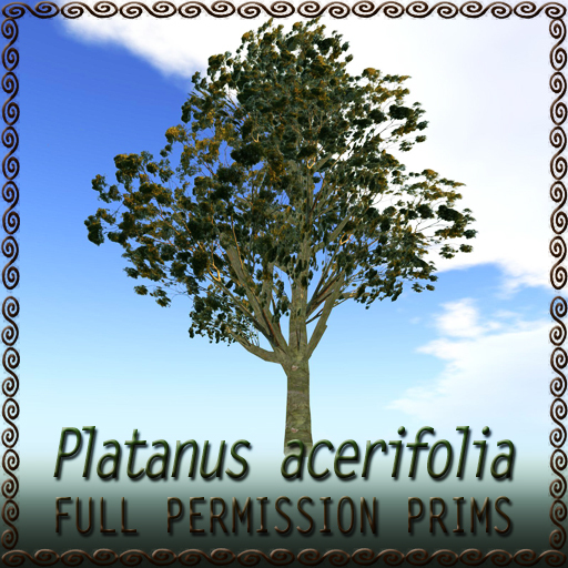 Platanus acerifolia