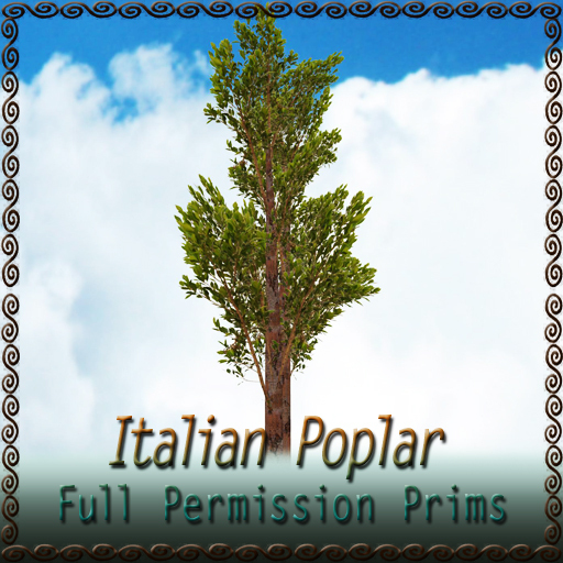 Italian Poplar