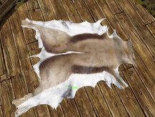 Deer skin Antelope, high quality Fur, copy & mod