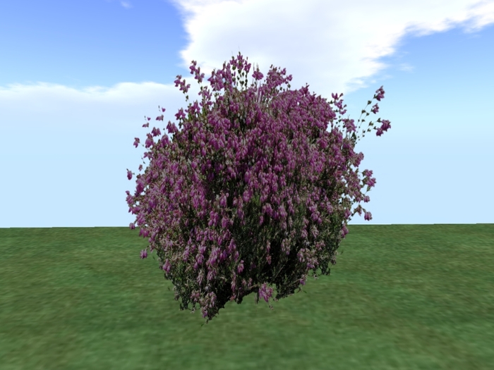 Arkads 1 Prim Erica cinerea 'Purple Bell'