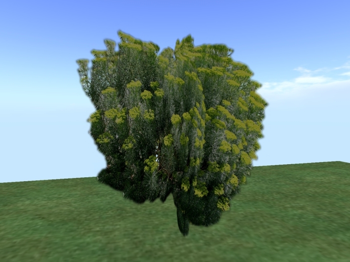 Arkad's 1 Prim Feathery Cassia