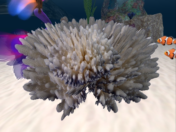 Finger coral, one prim, boxed.