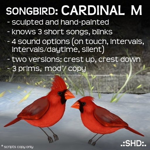 Songbirds: Northern Cardinal (male) .:SHD:.