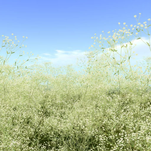 Little Rice Dianthus_white flower field (copy)