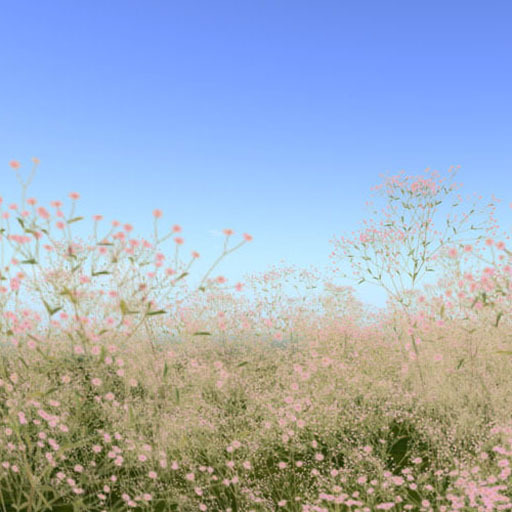 Little Rice Dianthus_pink flower field (copy)