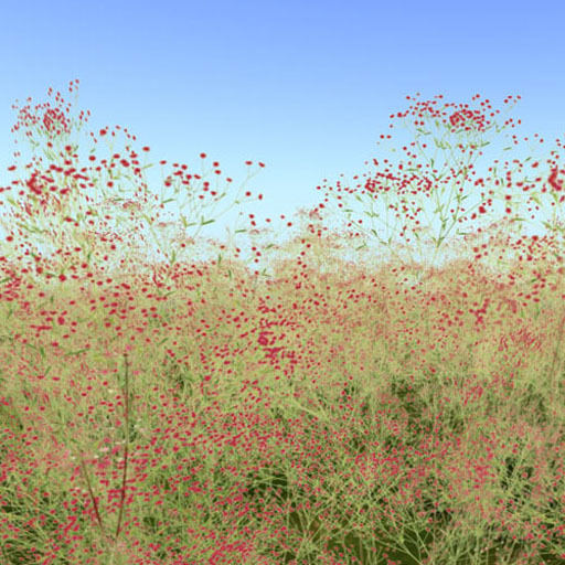 Little Rice Dianthus_red flower field (copy)