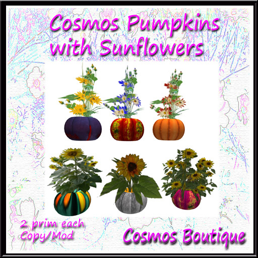 Cosmos Pumpkins with Sunflowers (Box)
