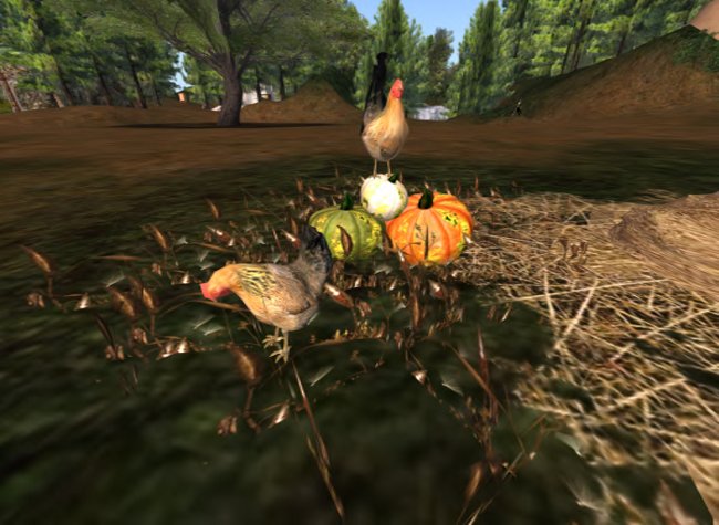 Pumpkins and chickens