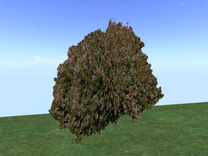 Arkads 1 Prim Glossy Abelia