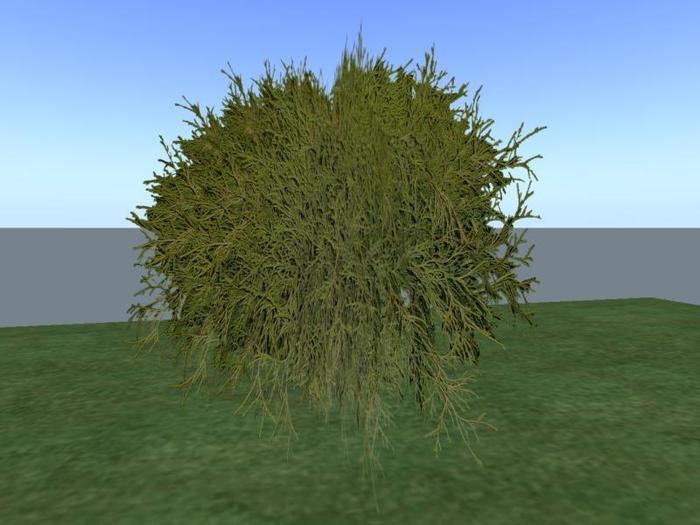 Arkads 1 Prim Gold Mop Cypress