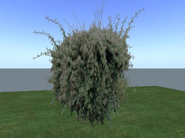 Arkads 1 Prim Gray Leaved Cotoneaster