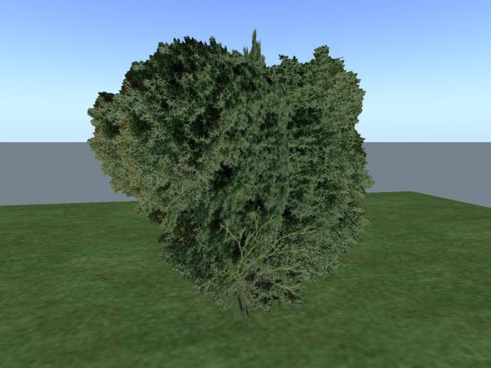 Arkads 1 Prim Hinoki Chamaecyparis