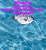 Large Blue fish swims in a circle with touch to stop by RWC (boxed