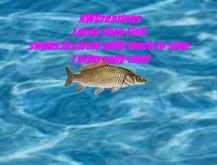 Large Carp Fish swims in a circle with touch to stop by RWC (boxed