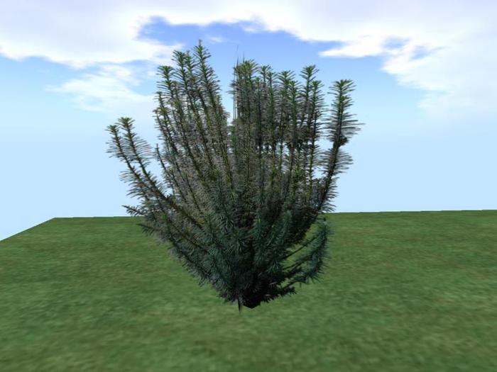 Arkads 1 Prim Japanese Plum Yew