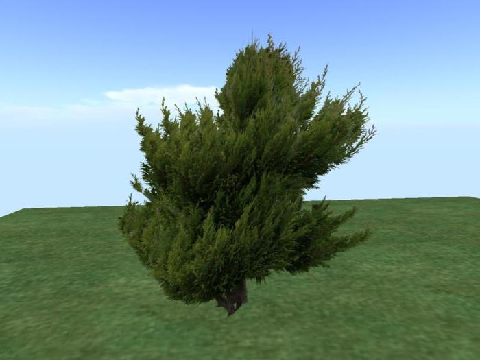 Arkads 1 Prim Port Orford Cedar v1