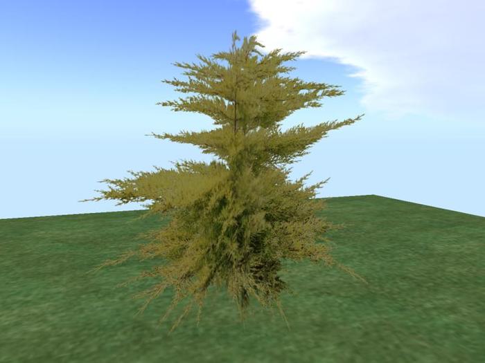 Arkads 1 Prim Port Orford Cedar v2