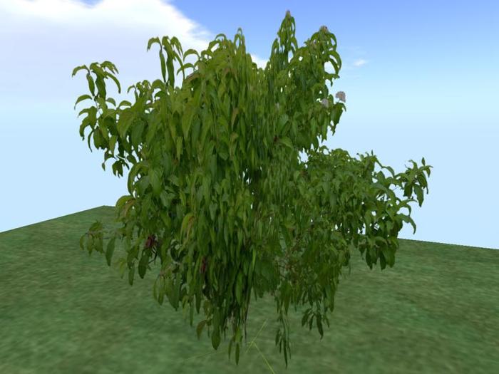 Arkads 1 Prim Red Twig Dogwood