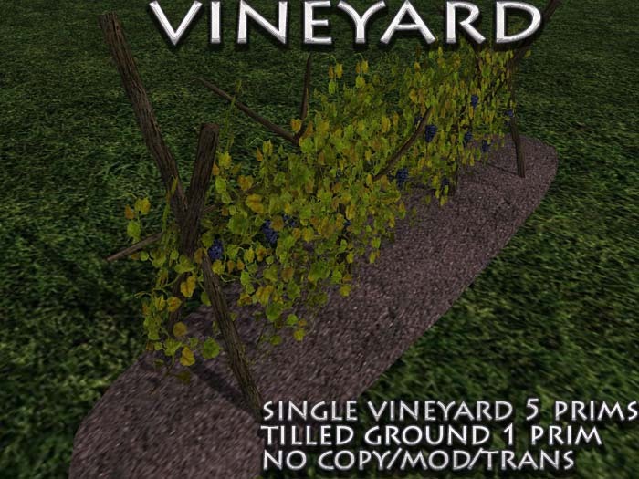 vineyard