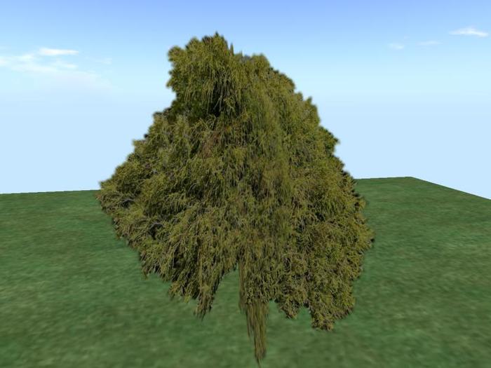 Arkads 1 Prim Sawara Cypress v2
