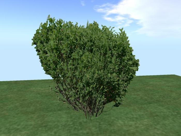 Arkads 1 Prim Serviceberry