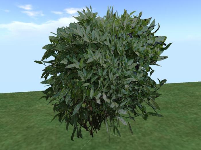 Arkads 1 Prim Spotted Laurel