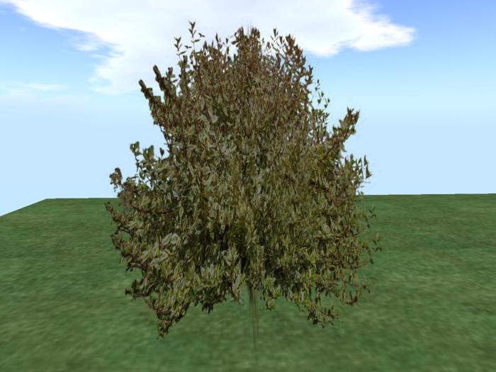 Arkads 1 Prim Variegated Abelia