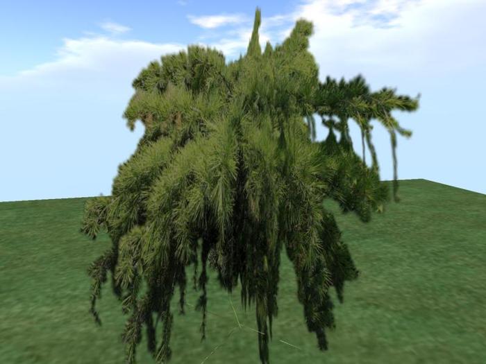 Arkads 1 Prim Weeping Deodar Cedar