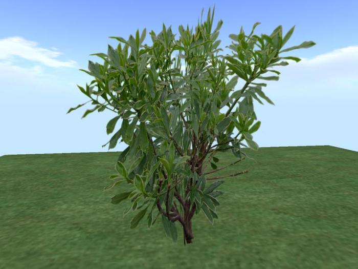 Arkads 1 Prim Winter Daphne