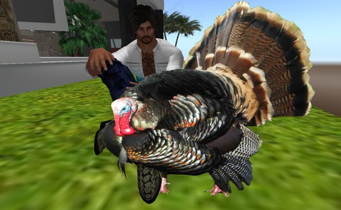 Proud Tom Turkey 1/4 profile