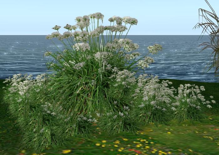 CJ Flower Chives White