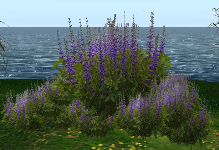 CJ Flowerfield Baptisia Blue - 16 Plants in 1 only 1 Prim - copy AND mody