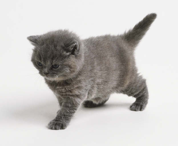 Kitten Tip Jar