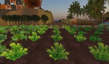 Mung or Green Beans Patch, 1 prim = 15 plants - Sale