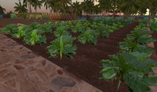 Rhubarb  Patch, 1 prim = 15 plants