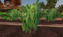 Single Eggplant , 1 Prim - Ultra Light, Prim .5LI, 2 linked = 1 prim, Copy/ Mod