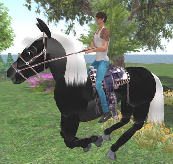 Black White Horse Harneseed
