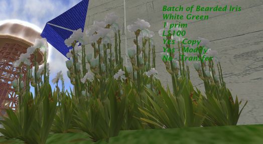 ~LK~ Batch of White Green Bearded Iris
