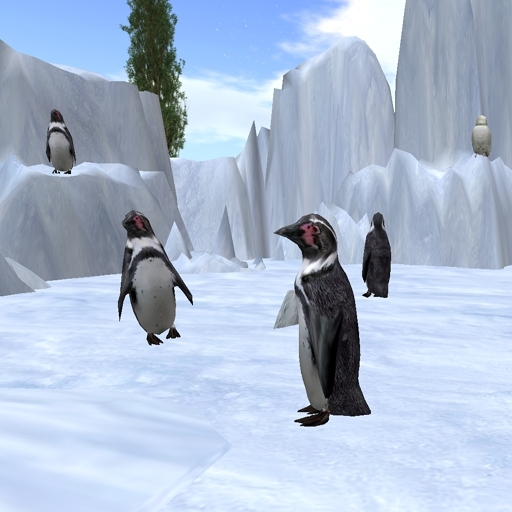 Humboldt Penguin (Walking)