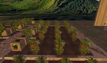 Red Tomato Patch v1